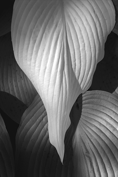 Russ Martin - White Pointed Leaf