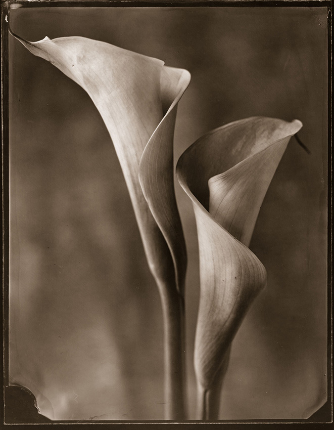 Tom Baril - Two Calla Lilies (Daylight)
