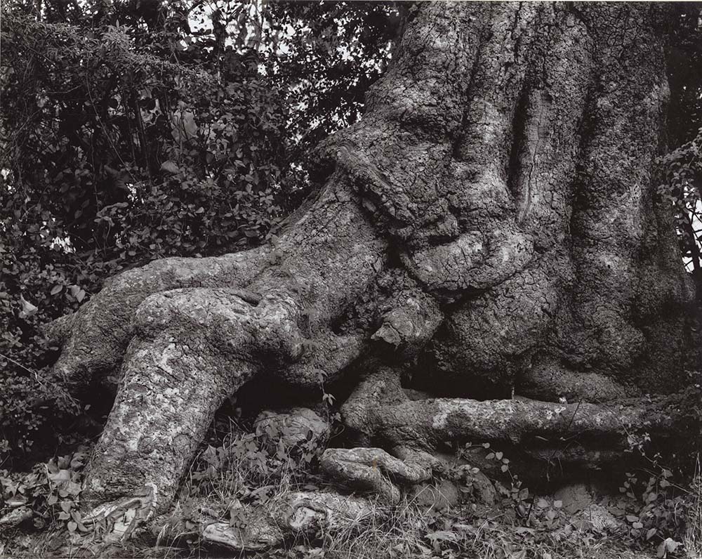 Richard Crump Miller - Knarled Tree