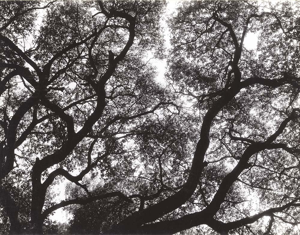 Tree, Tilden Park, Berkeley