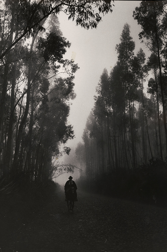 Cornell Capa - Forested Road, Equador