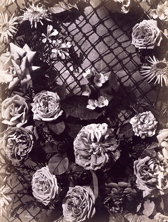 Charles Hippolyte Aubry - Various Roses on Trellis