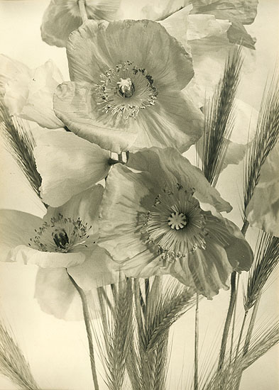 Jean-Marie Auradon - Poppies and Wheat Stalks