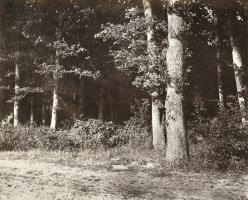 Charles Marville - Trees