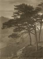 Francis Alfred Bolton - Pine Trees on Hill Top