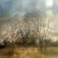 Lisa Holden - Trees in the Meadow (from Series "Constructed Landscapes")