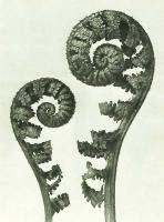 Karl Blossfeldt - Urformen der Kunst (Art Forms in the Plant World)