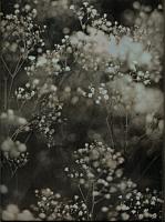 Jerry Spagnoli - Two Botanical Studies