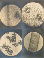Anonymous - Eight Microscopic Views