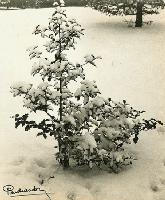 Pierre Auradon - A Holly Tree in Snow