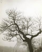 Geza Vandor - Tree in Front of Eiffel Tower, Paris