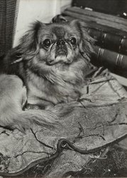 Brassai (Gyula Halasz) - A Pekinese Brassai (Gyula Halasz) - A Pekinese