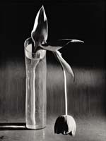 Andre Kertesz - Melancholic Tulip Andre Kertesz - Melancholic Tulip
