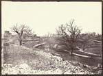 Charles Negre - Ch�nes en Hiver (Oak Trees in Winter)