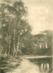 A. P. - Birche Trees by Lake
