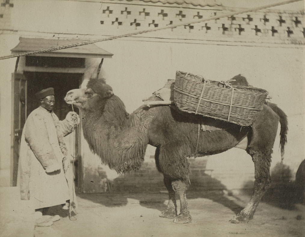 Anonymous - Portrait of a Man With Bactrian Camel, China