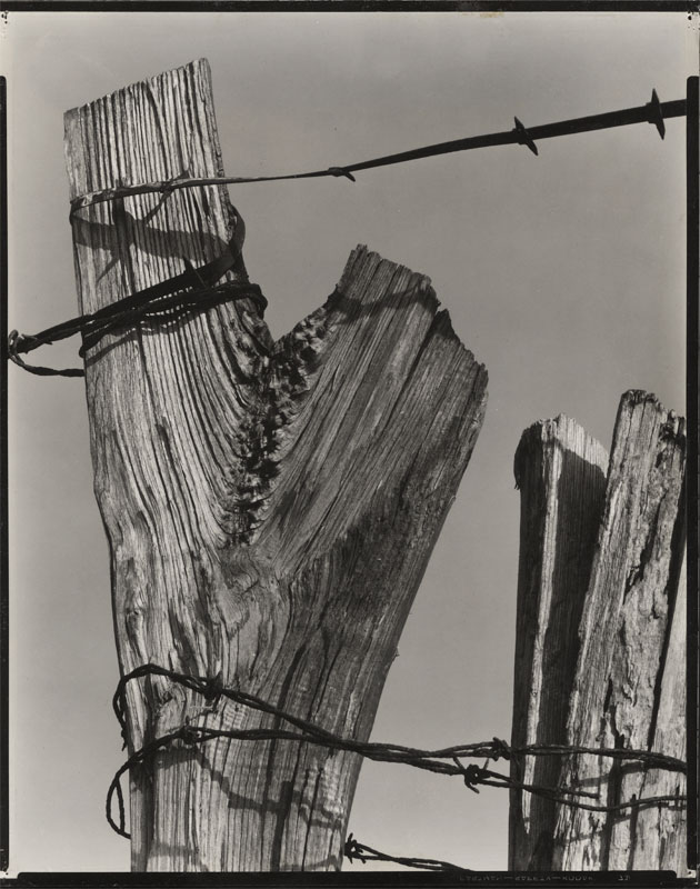 Ralph Steiner - "Fence Post with Barbed Wire"