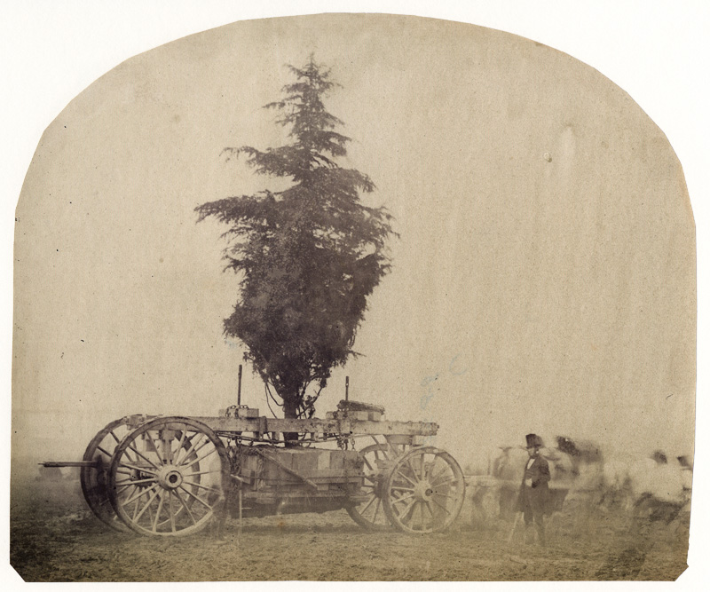 Transporting a Tree by Wagon, 1862 International Exhibition at South Kensington