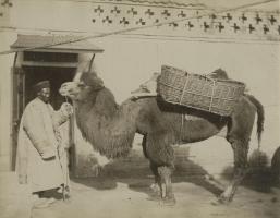 Anonymous - Portrait of a Man With Bactrian Camel, China