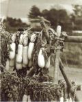 Toda - Harvested Daikon