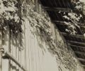 Toda - Wooden Fence and Leaves