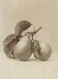 Fratelli Alinari - Still life study of Pears