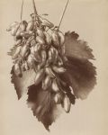 Fratelli Alinari - Still life study of a plant / "Uva Galletta"