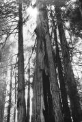 F.B. Grunzweig - Prairie Redwoods Park, Sequoia Semper Virens