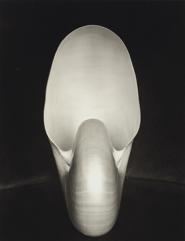 Edward Weston's Shell goes for $233,000.