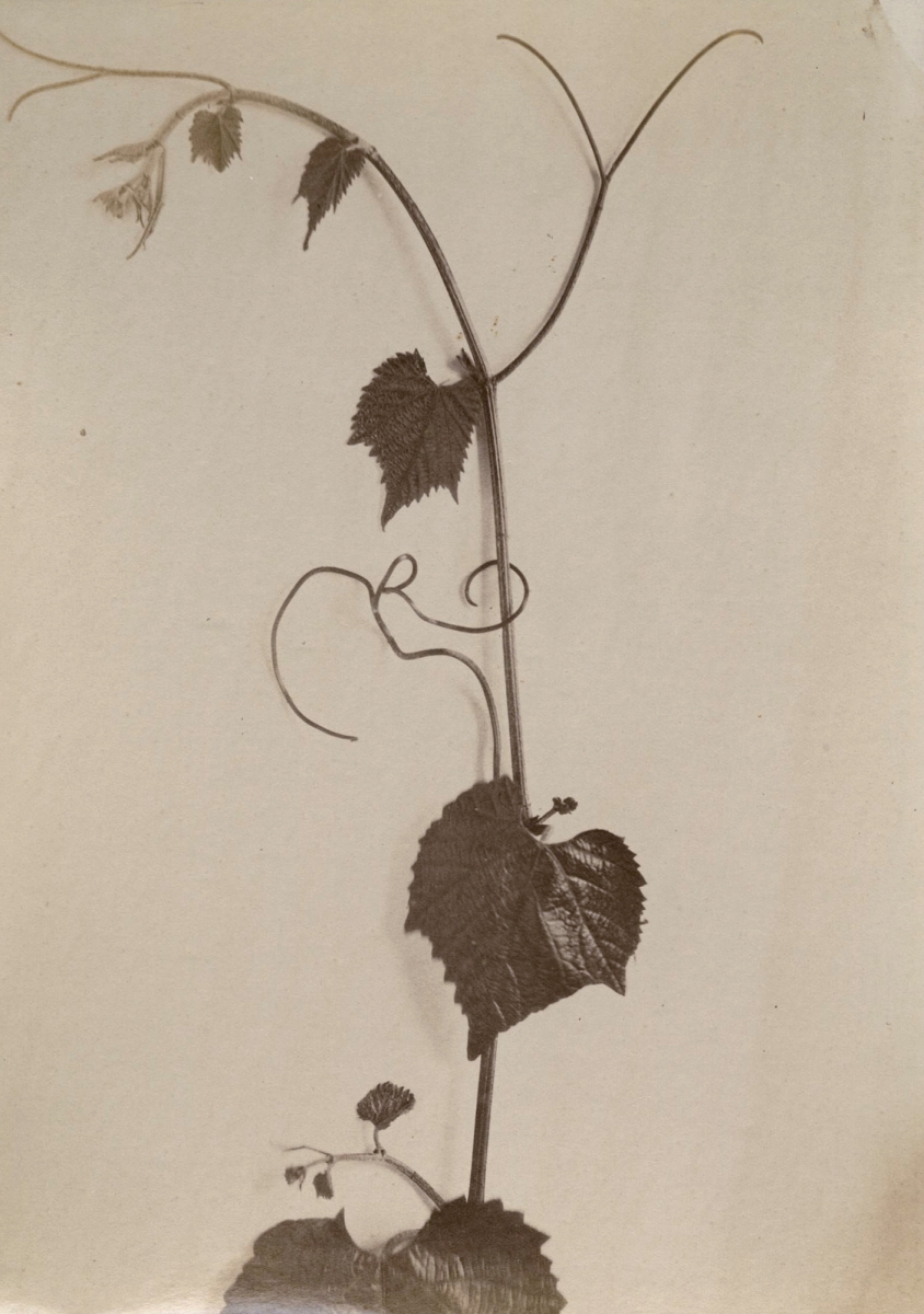 Group of Five Wine and Grape Related Images Group of Five Wine and Grape Related Images