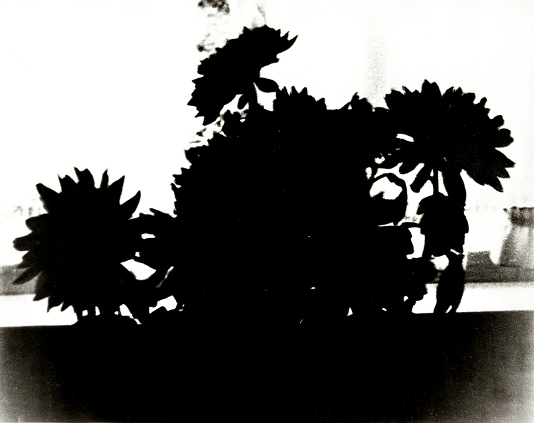 Silhouette of Flowers