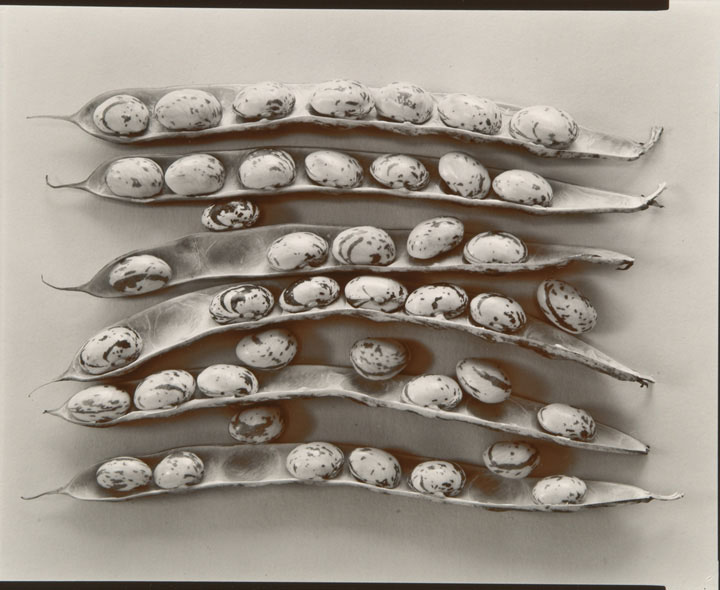 Olivia Parker - Shell Beans (from "Lost Objects portfolio)