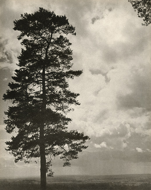 Laure Albin-Guillot - Silhouette of Tree Against Sky
