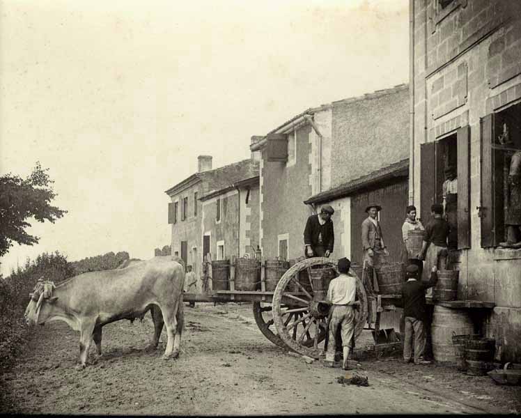 Unloading Grapes at the Winery