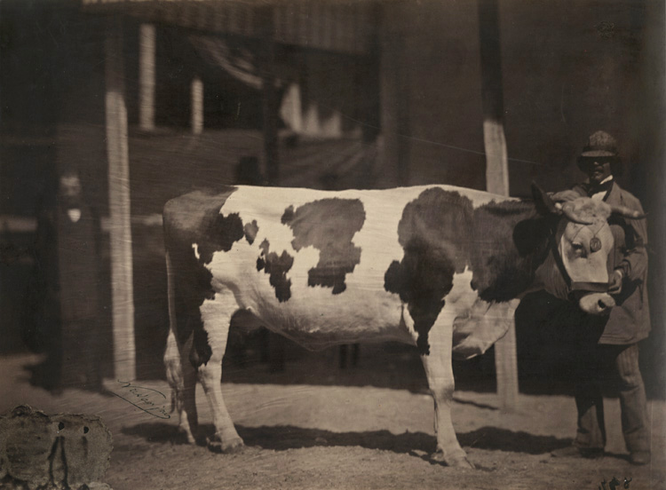 Adrien Tournachon-Nadar - Kuh von der Race in der Normandie (Cow with Man)