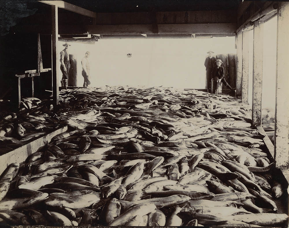 Part of Evening Catch, Phoenix Cannery, Frazier River, BC, Canada