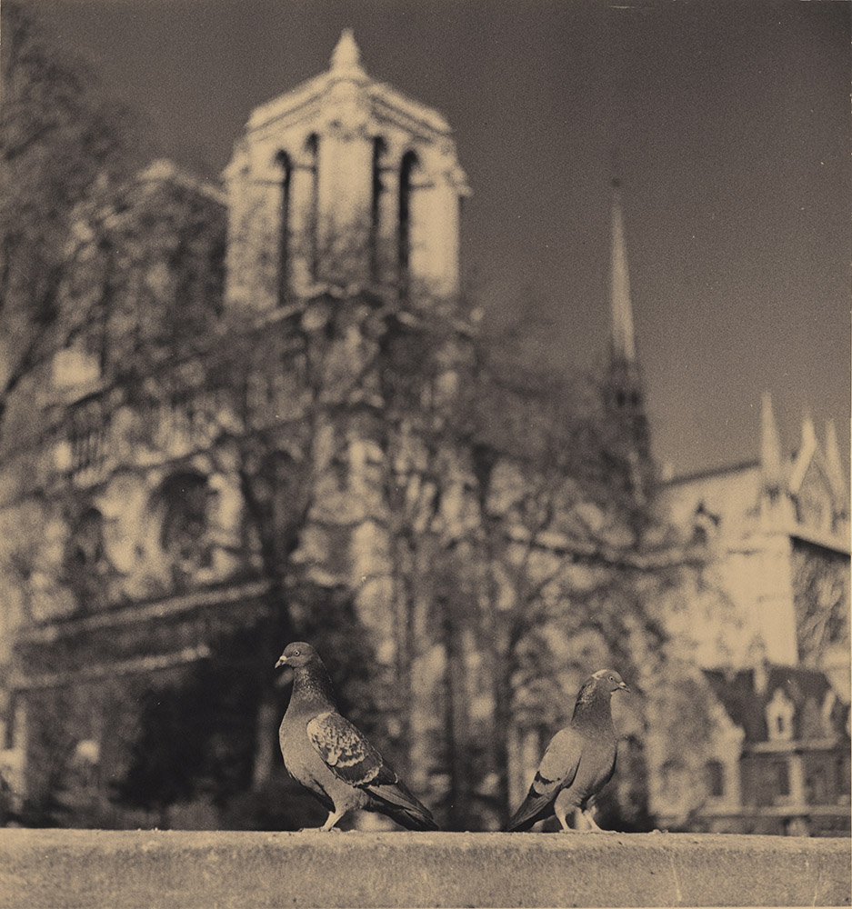Albert Monier - Pigeons in Front of Notre Dame, Paris