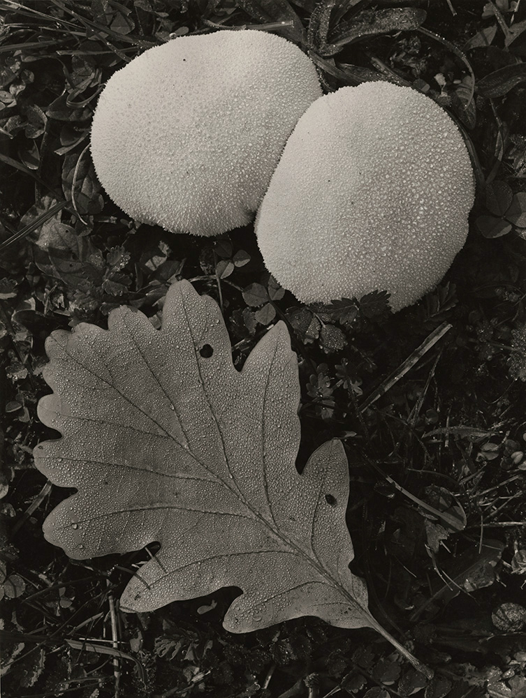 Anonymous - Oak Leaf and Mushrooms Anonymous - Oak Leaf and Mushrooms