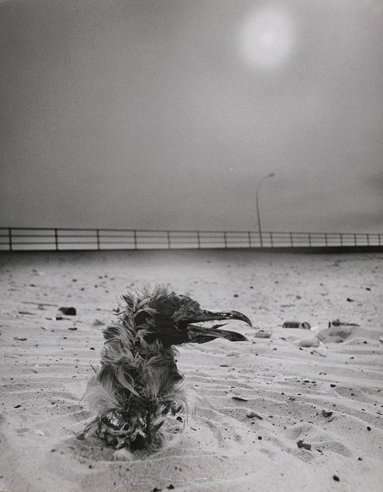 Arthur Tress - Dead Bird in the Sand