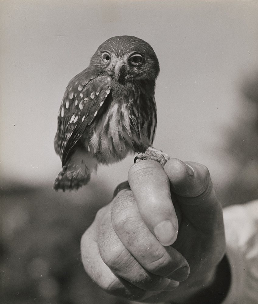Ralph Crane - Pygmie Owl