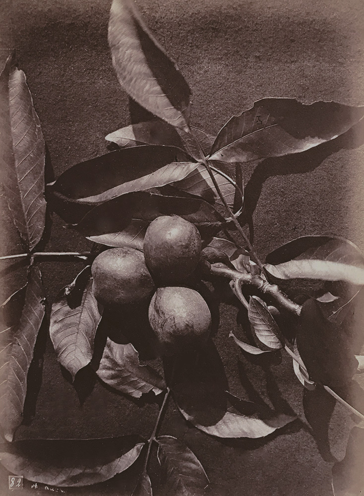 Charles Hippolyte Aubry - Apples (Pommes)