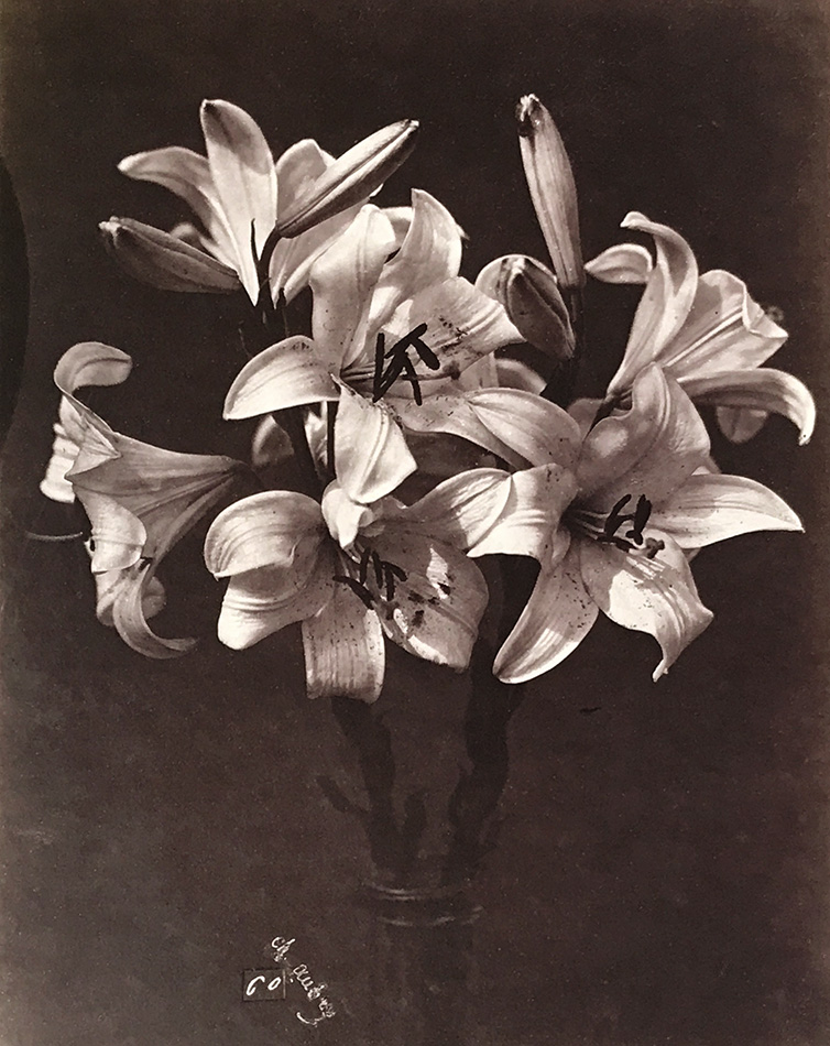 Charles Hippolyte Aubry - Lilies in Glass Vase