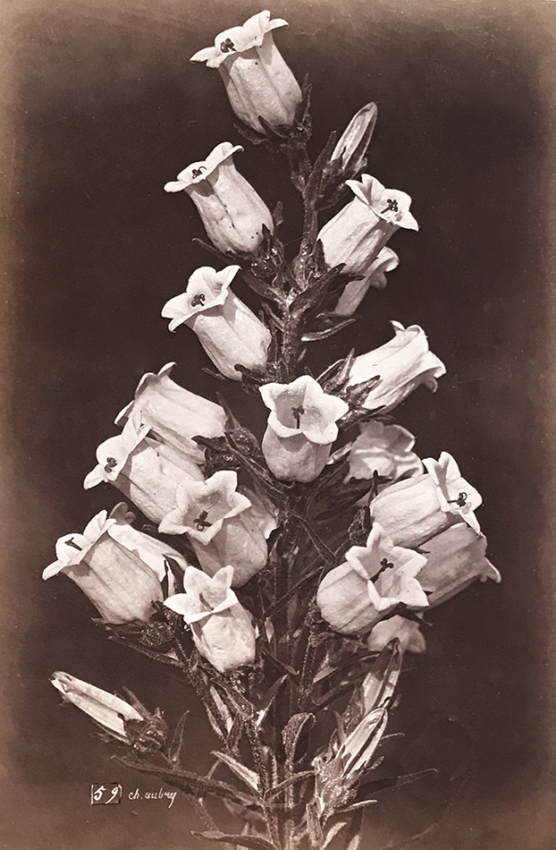 Charles Hippolyte Aubry - Large Bellflowers (Campanule)