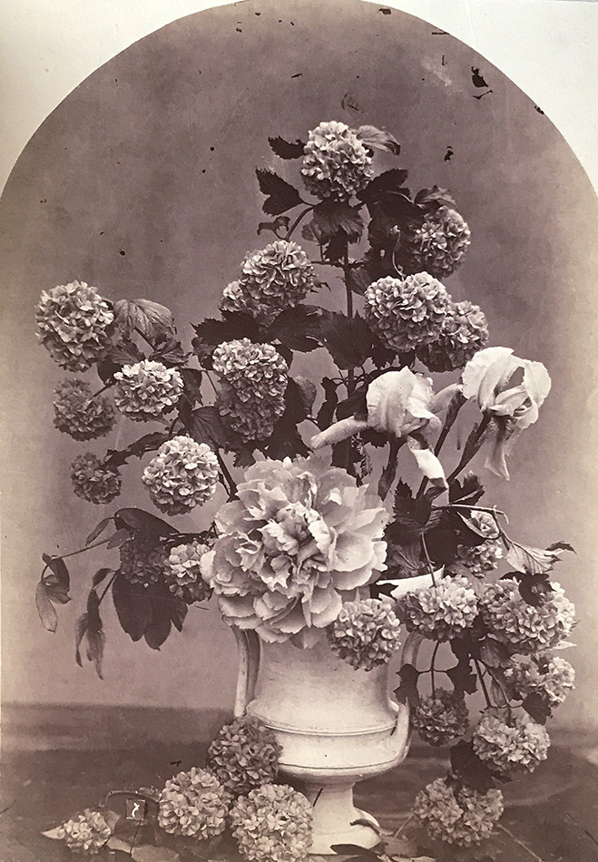 Charles Hippolyte Aubry - Arrangement of Snowball Hydrangeas, Peonies and Irises