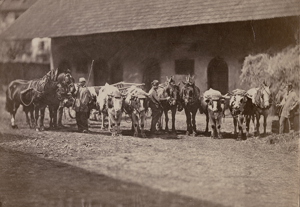Men with Teams of Horses and Oxen