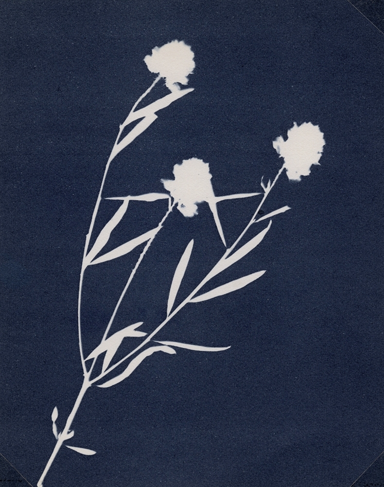 Antionette Putman Cramer - Flowering Botanical Specimen (Polygala sanguinea)