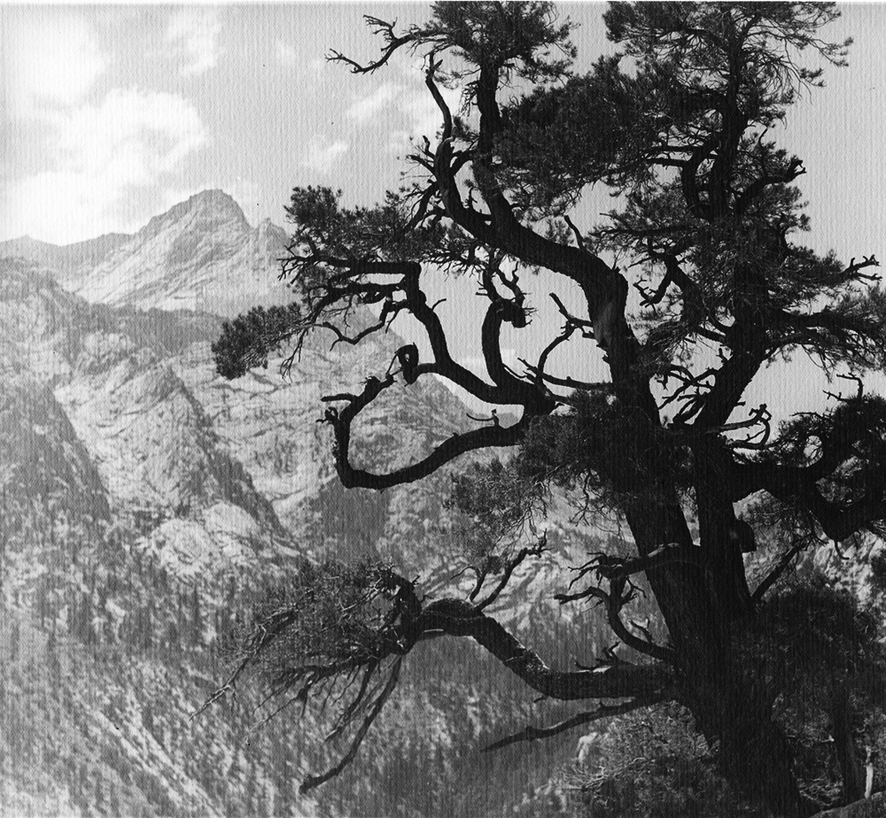 Tree Over High Sierra Mountains