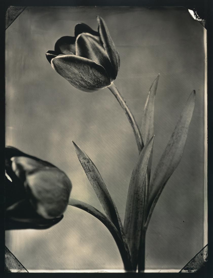 Tom Baril - Two Tulips
