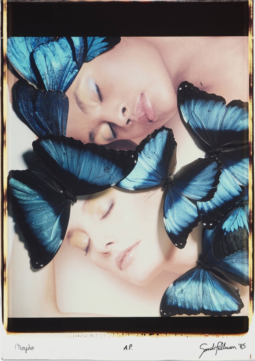 Sandi Fellman - Morphe