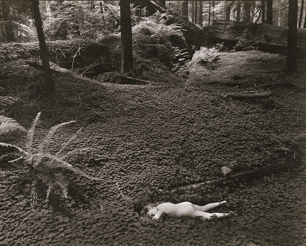 Wynn Bullock - Child in the Forest Wynn Bullock - Child in the Forest